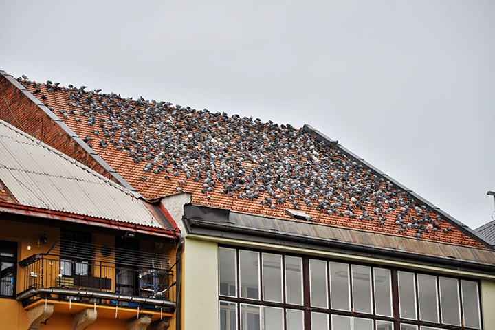 A2B Pest Control are able to install spikes to deter birds from roofs in West Ealing. 