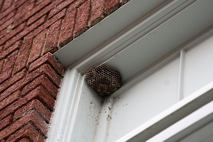 We provide a wasp nest removal service for domestic and commercial properties in West Ealing.